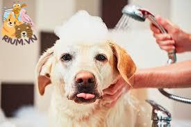 Nên tránh tắm chó bằng sữa tắm của người
