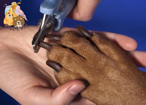Dụng cụ cắt móng chân cho chó