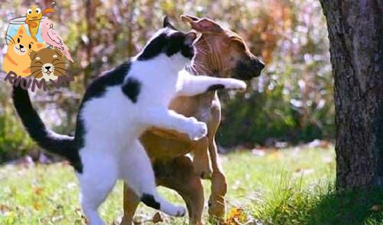 Ngăn chặn hành vi chó và mèo đánh nhau một cách hiệu quả
