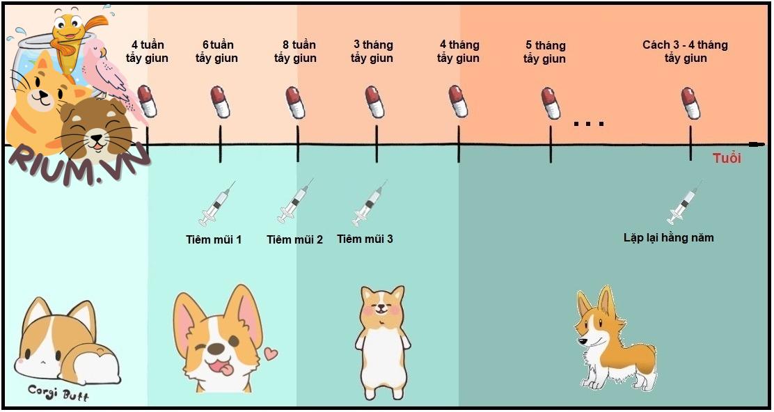 Lịch tiêm chủng cho chó theo khuyến nghị của AKC