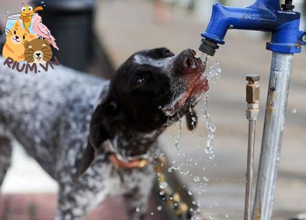 Lượng nước cần cho chó mỗi ngày