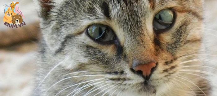 Mắt mèo bị kéo màng trắng: Nguyên nhân và cách điều trị