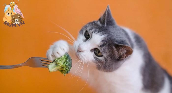 Mèo có thể ăn những loại rau gì? Có nên cho mèo ăn rau không?