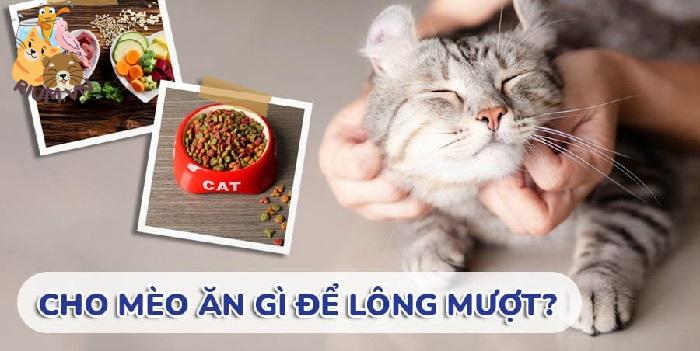 Cho Mèo ăn gì để có Lông Mượt, Dài, Đẹp và Khỏe?