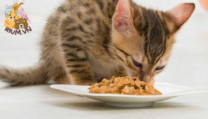 Mèo ăn mặn có ảnh hưởng gì đến sức khỏe?