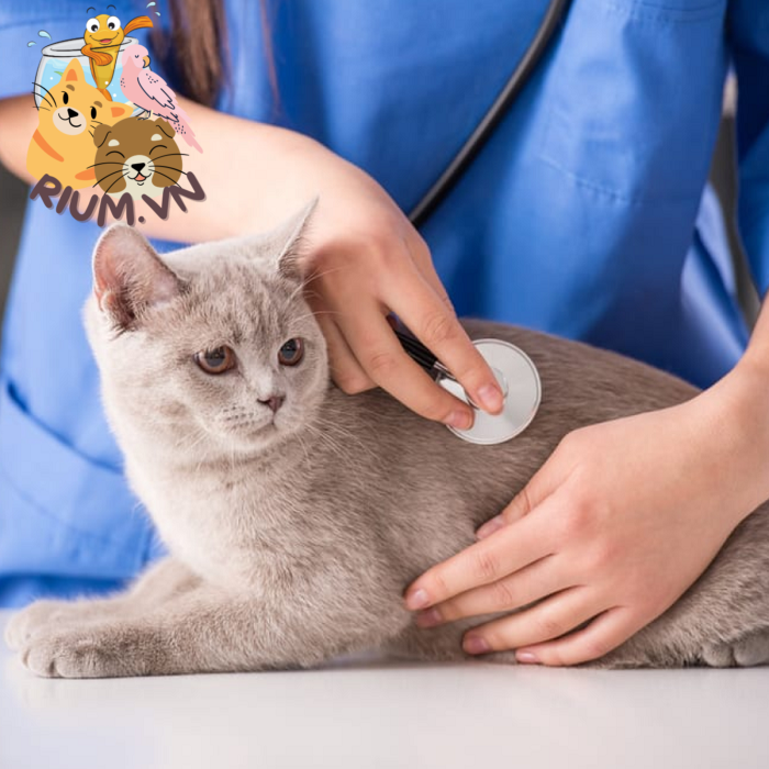 Đưa mèo tới phòng khám điều trị viêm gan