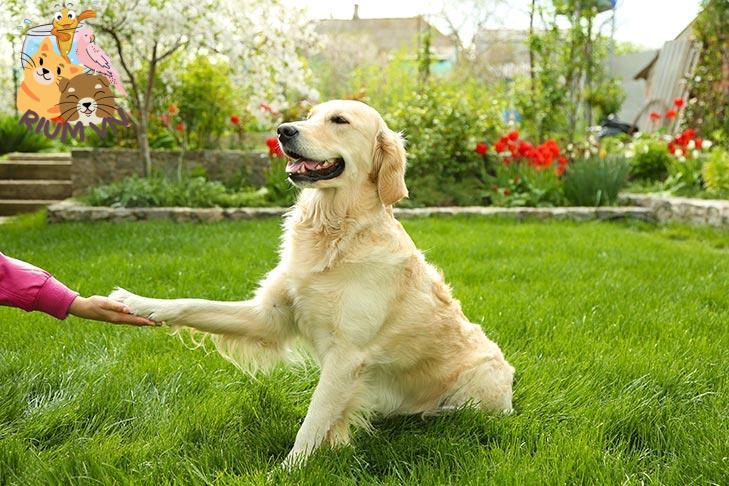 10 bài huấn luyện chó cơ bản giúp chú cún của bạn trở nên ngoan ngoãn