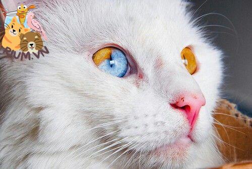 Tại sao mèo có 2 màu mắt? Ảnh hưởng đến sức khỏe như thế nào?
