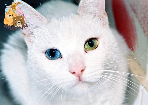 Mèo Mắt 2 Màu Khao Manee