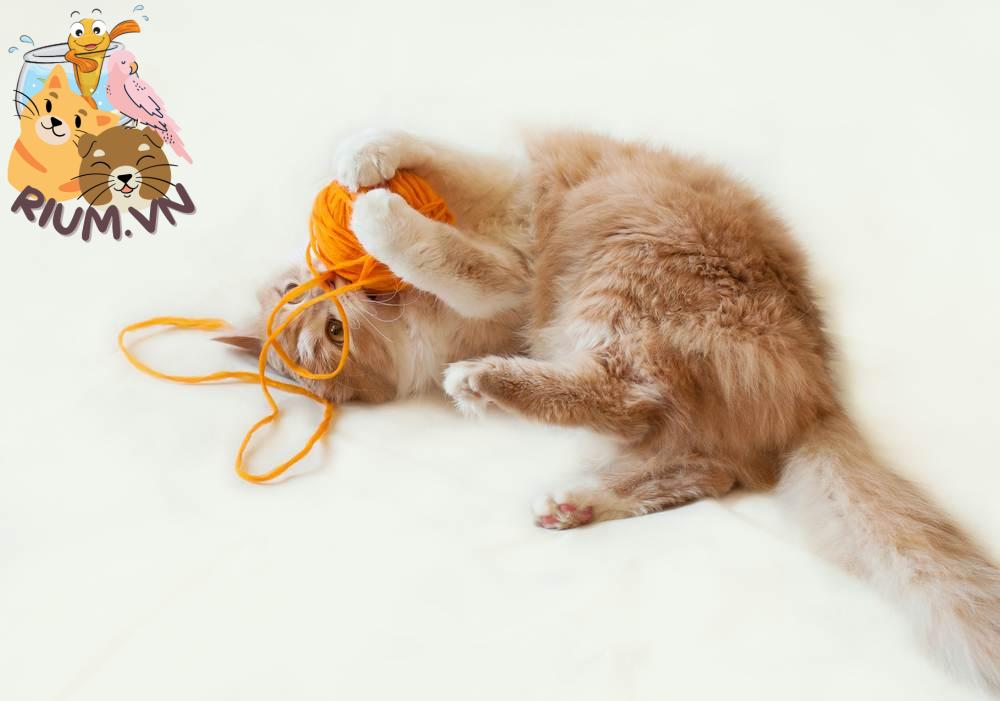 Tại sao mèo thích nghịch cuộn len