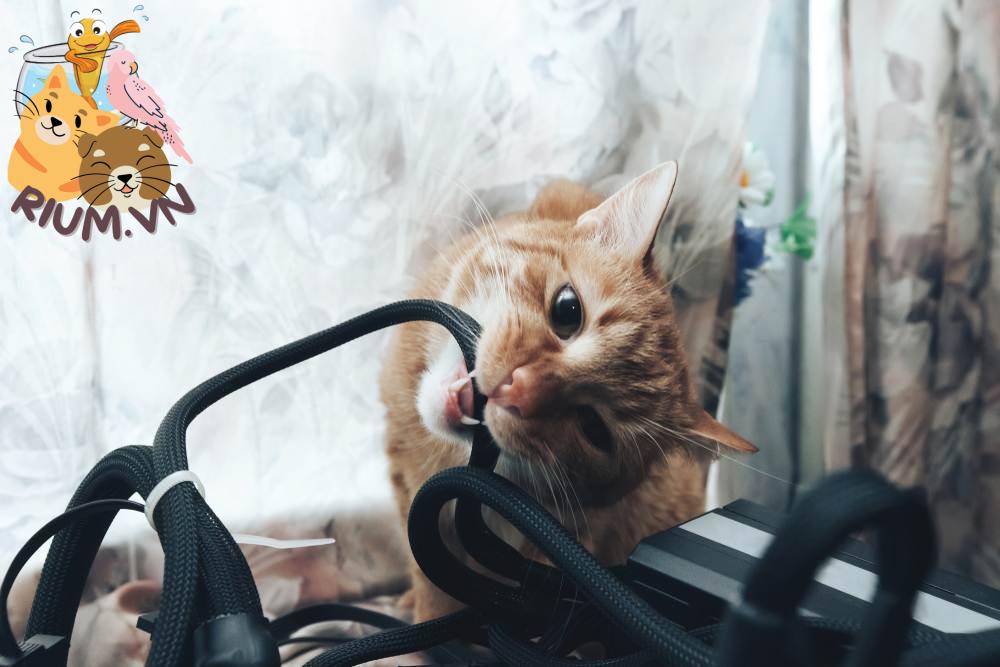 Vì sao mèo thích gặm dây điện và cách xử lý ?