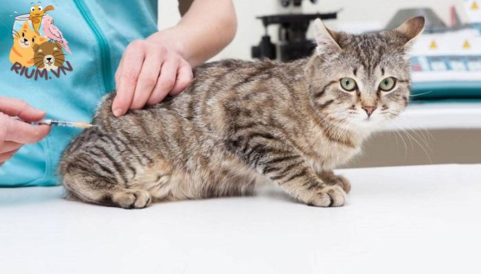 Mèo có 4 dạng vắc xin phải tiêm