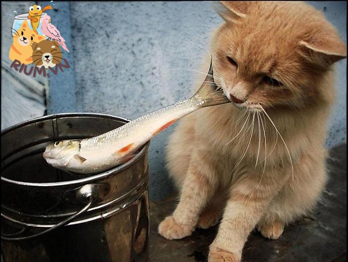 Mèo ưa thích ăn cá nào?
