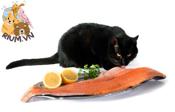Tại sao mèo thích ăn cá nhưng không biết bơi?