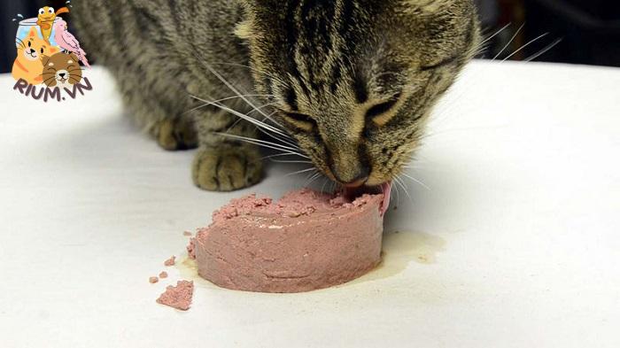 Mèo thiến xong có thể ăn pate