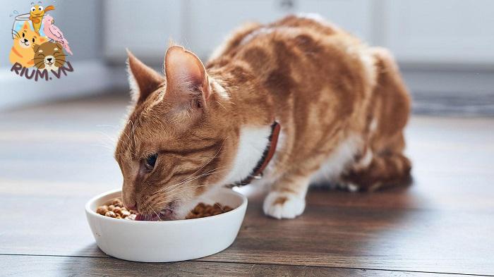 Mèo ăn thực phẩm giàu dinh dưỡng bồi bổ cơ thể