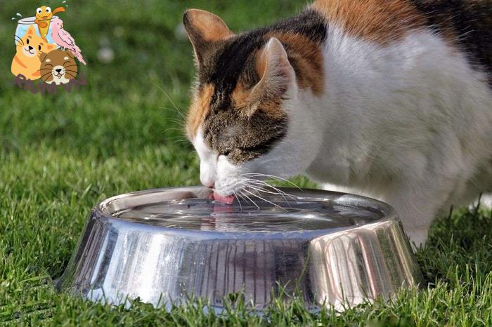 Mèo Uống Nước Nhiều Có Lợi Hay Không?