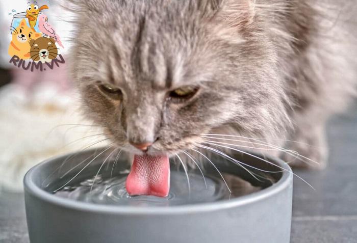 Mèo uống nước nhiều do nắng nóng