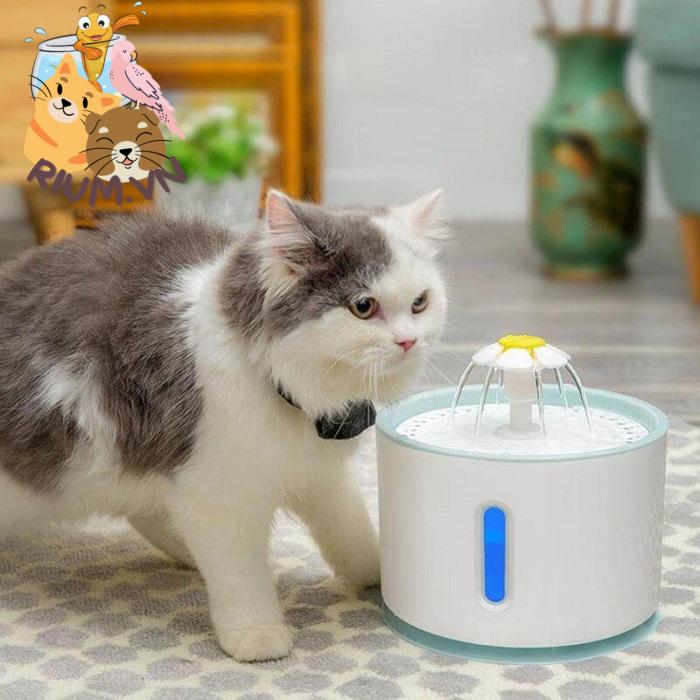 Mèo uống nước quá nhiều cũng không tốt