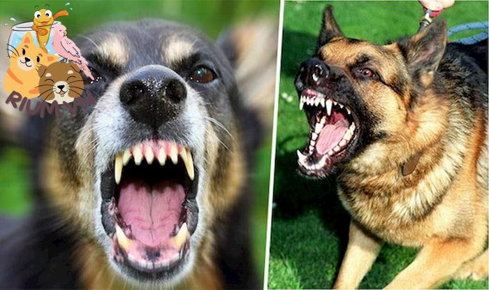 Lý do chó tấn công nhau và những nguy hiểm tiềm ẩn