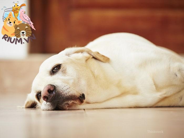 Chó có triệu chứng dị ứng thức ăn – Những dấu hiệu, cách chẩn đoán và điều trị