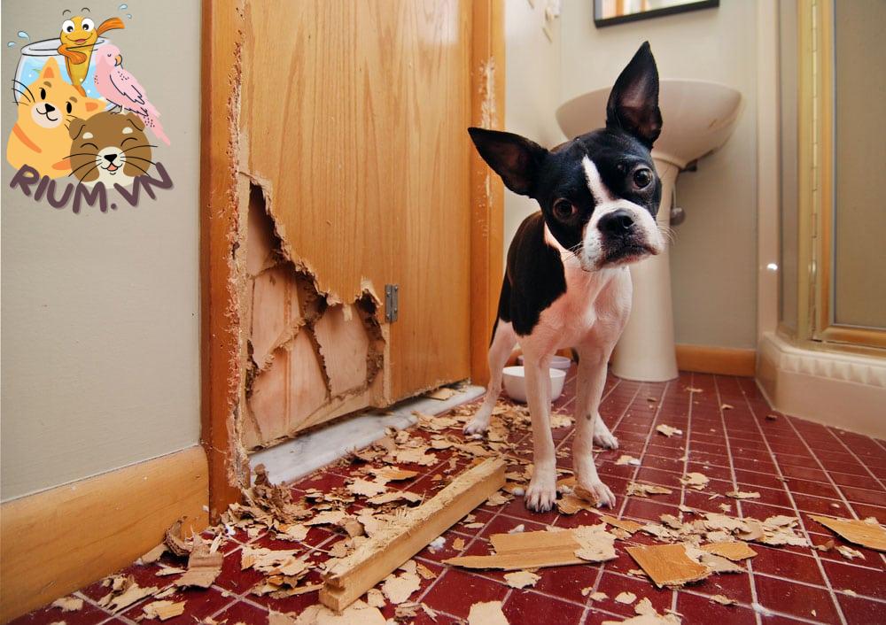 Mẹo khiến cún cưng không cắn phá đồ nội thất