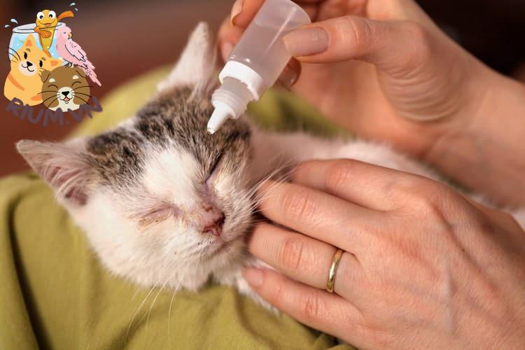 13 loại thuốc nhỏ mắt cho chó mèo giúp chữa đau mắt hiệu quả