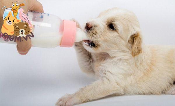 Khi nào nên ngừng cho chó con uống sữa?