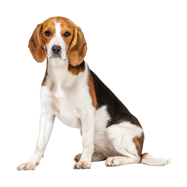 Chó Beagle (Béc-giê)