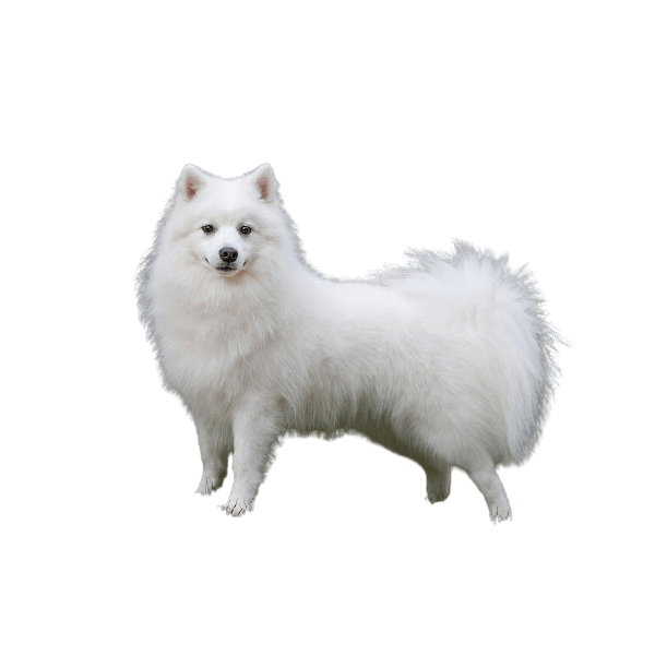 Chó Nhật Spitz (Chó Nhật đuôi cuộn)