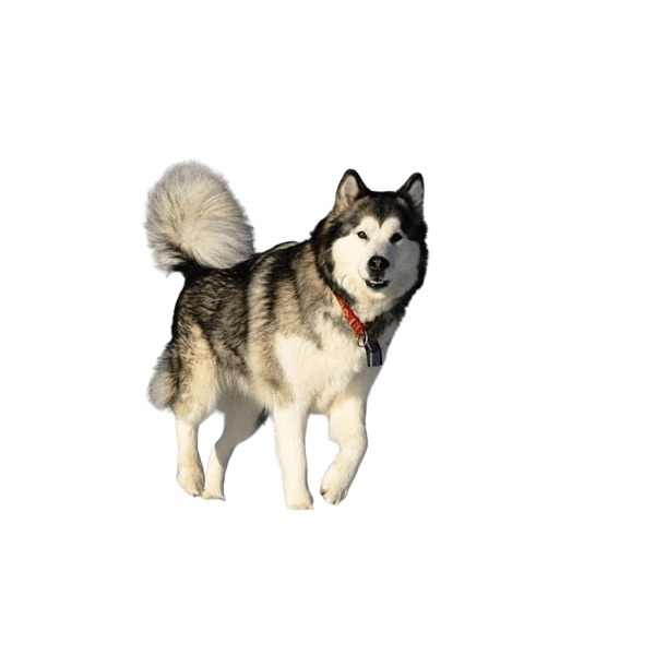 Chó Alaskan Malamute (Chó A-lát-ca)