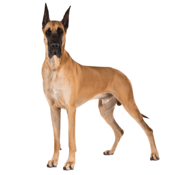Chó Ngao Đức Great Dane (Gờ-rây Đan)
