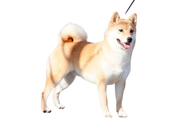 Chó ShiBa Inu