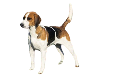 Chó săn cáo Mỹ( Chó phốc hau Mỹ)