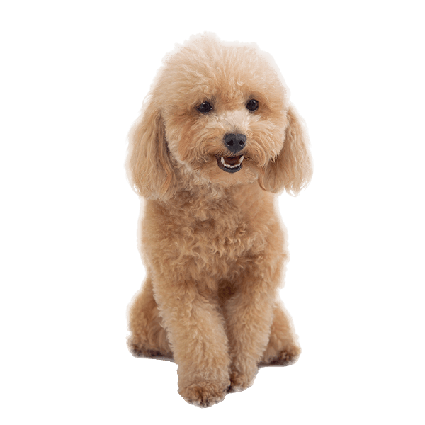 Chó Poodle (Pút Đồ) - Rium Center