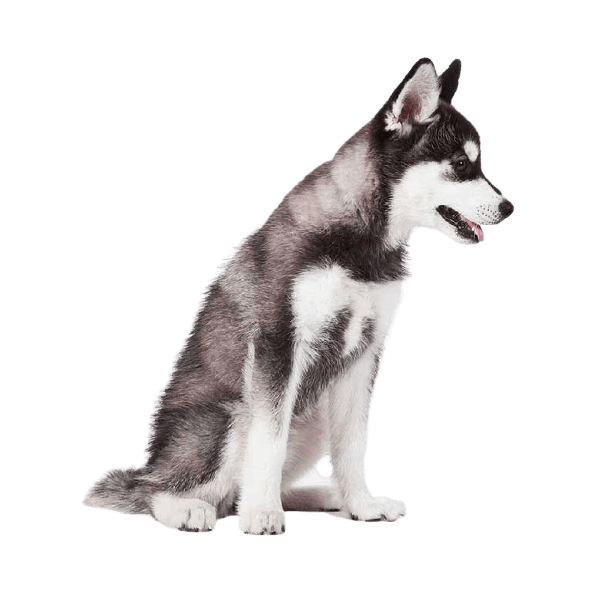 Chó Alaskan Klee Kai