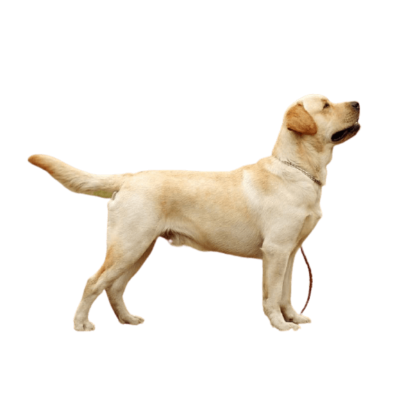 Chó Labrador Retriever