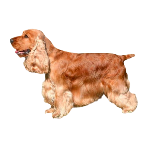 Chó Cocker Spaniel Anh Quốc