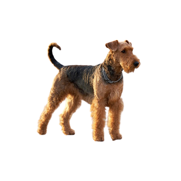 Chó sục Airedale Terrier