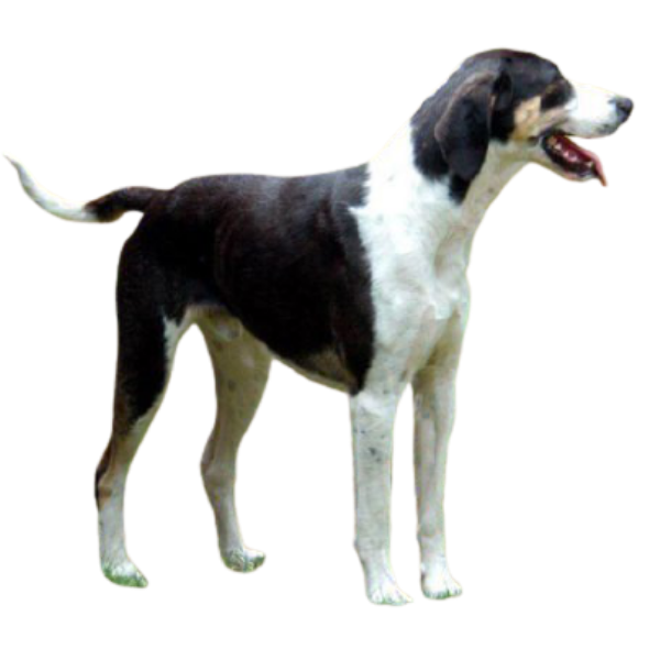Chó săn Anh Pháp lớn đen trắng