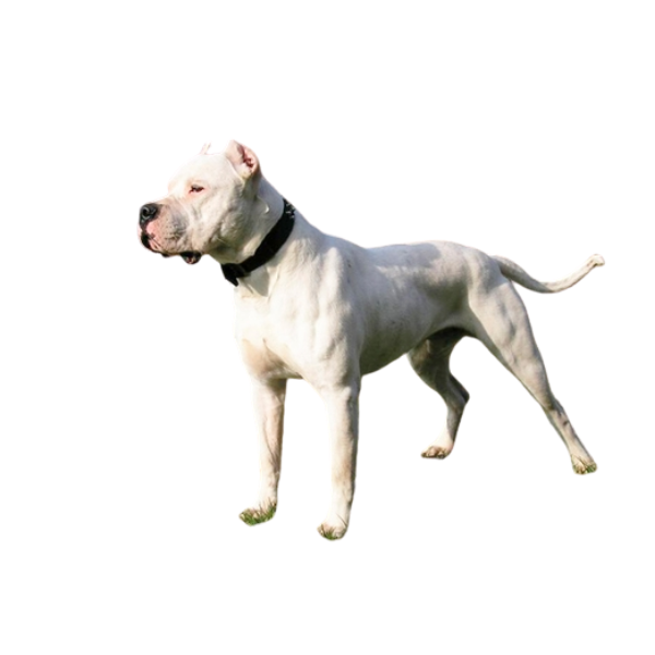 Chó Dogo Argentino