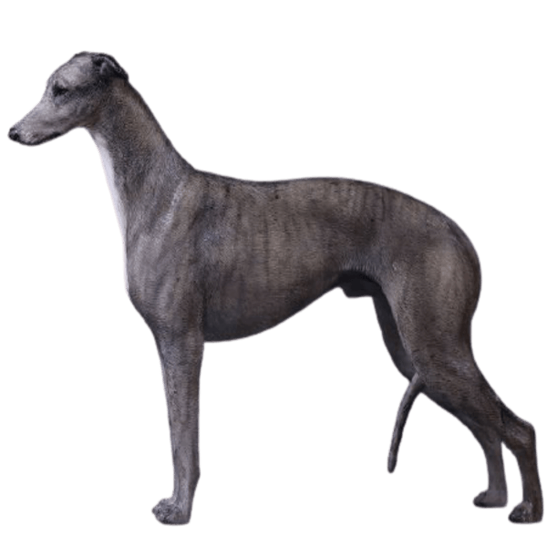 Chó Săn xám Greyhound (Gờ-rây-hau)
