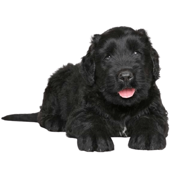 Chó sục Nga đen (Russian Black Terrier)