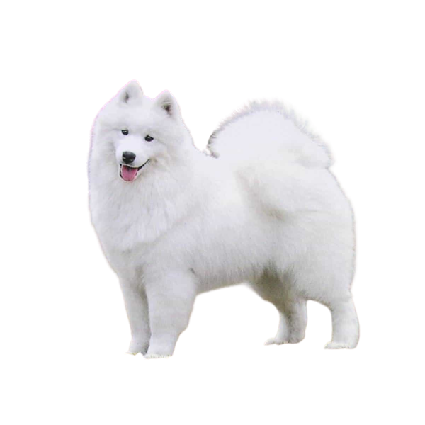 Chó Samoyed (Chó Tuyết trắng)