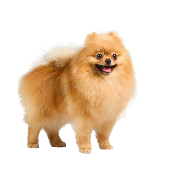 Chó Phốc Sóc (Chó Pom)