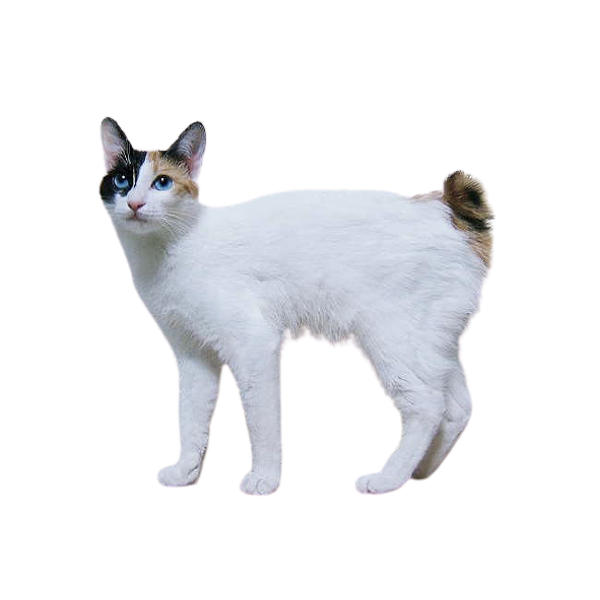 Mèo đuôi cộc Nhật Bản