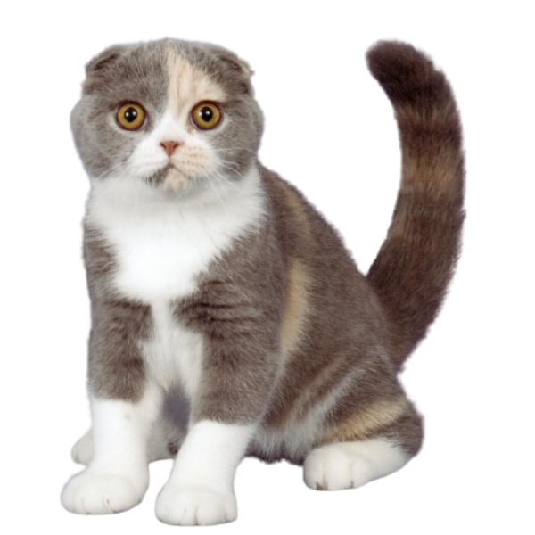 Mèo Scottish Fold tai cụp