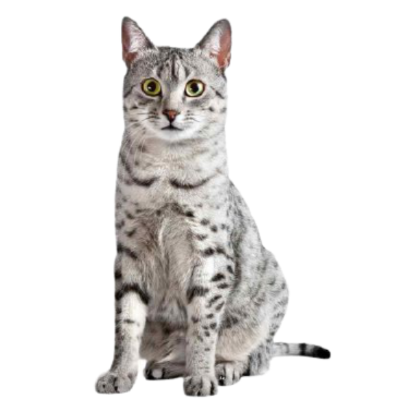 Mèo Egyptian Mau