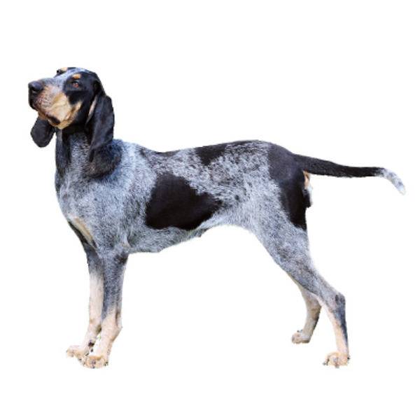 Chó Griffon bleu de Gascogne