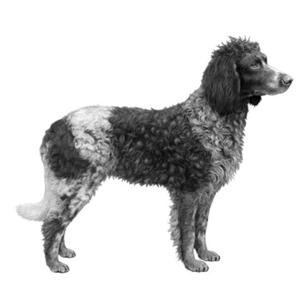 Chó Epagneul de Pont-Audemer